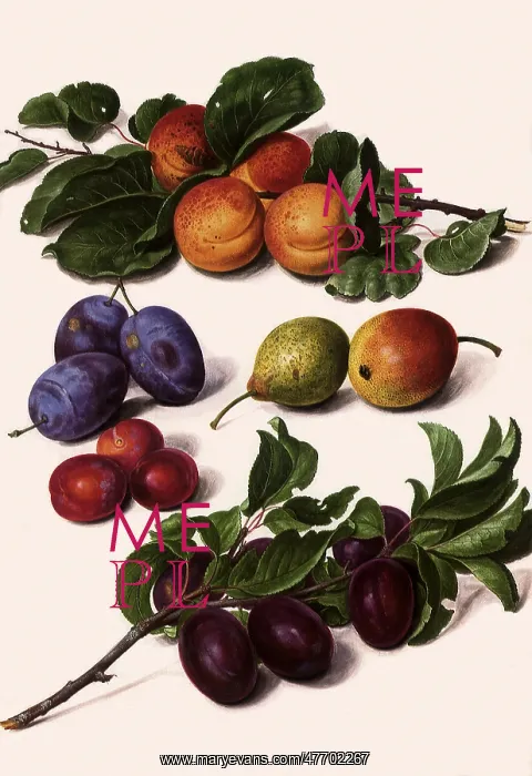  : Apricots, Plums, Pears