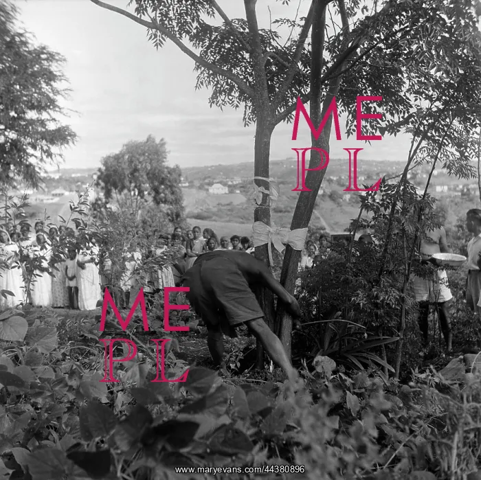 : April 14 1963 - Mr Bikari strains at the tree - but : April 14 1963 - Mr Bikari strains at the tree - but