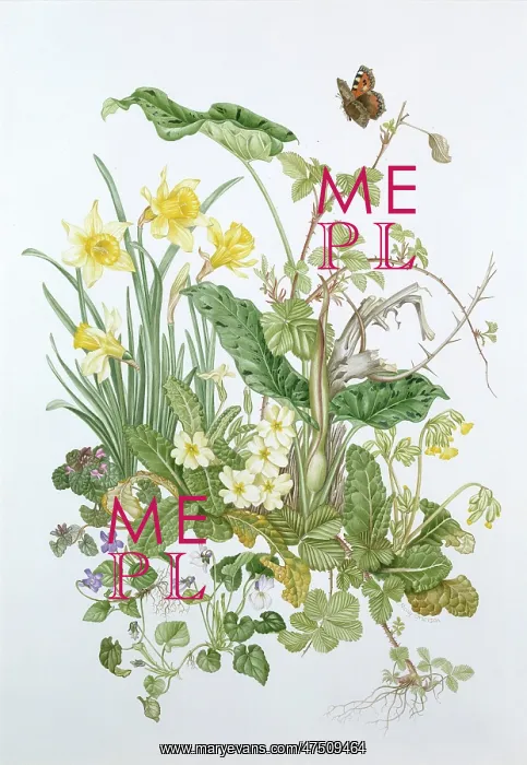 : April ' Spring flowers : April ' Spring flowers