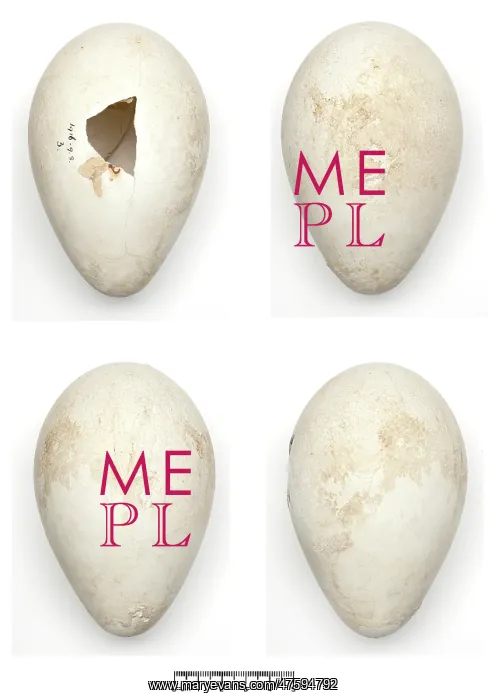 : Aptenodytes forsteri, Emperor Penguin egg : Aptenodytes forsteri, Emperor Penguin egg