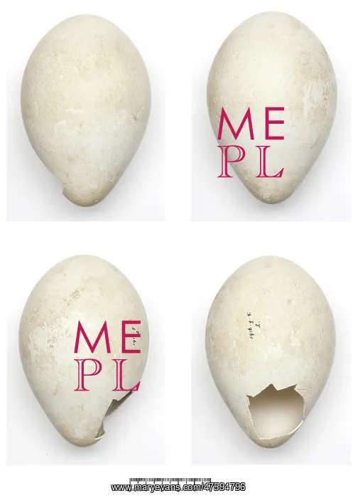 : Aptenodytes forsteri, Emperor Penguin egg : Aptenodytes forsteri, Emperor Penguin egg