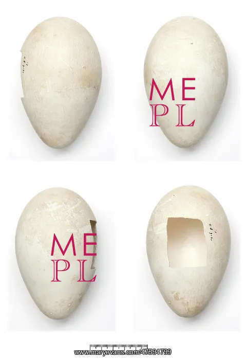 : Aptenodytes forsteri, Emperor Penguin egg : Aptenodytes forsteri, Emperor Penguin egg