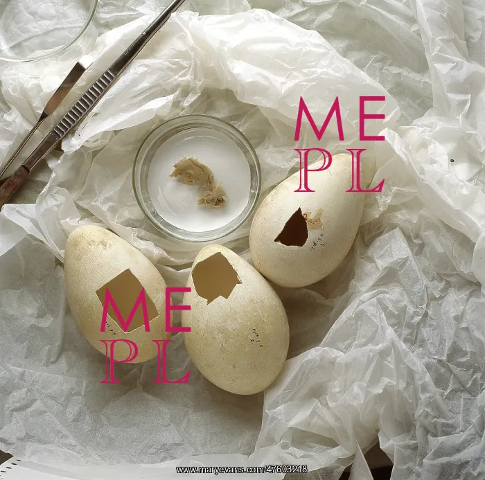 : Aptenodytes forsteri, Emperor penguin eggs : Aptenodytes forsteri, Emperor penguin eggs