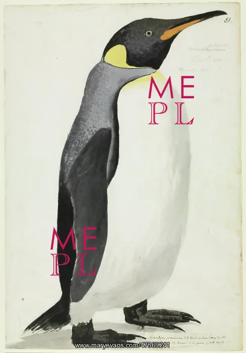 : Aptenodytes patagonicus, king penguin : Aptenodytes patagonicus, king penguin