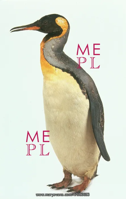 : Aptenodytes patagonicus, king penguin : Aptenodytes patagonicus, king penguin