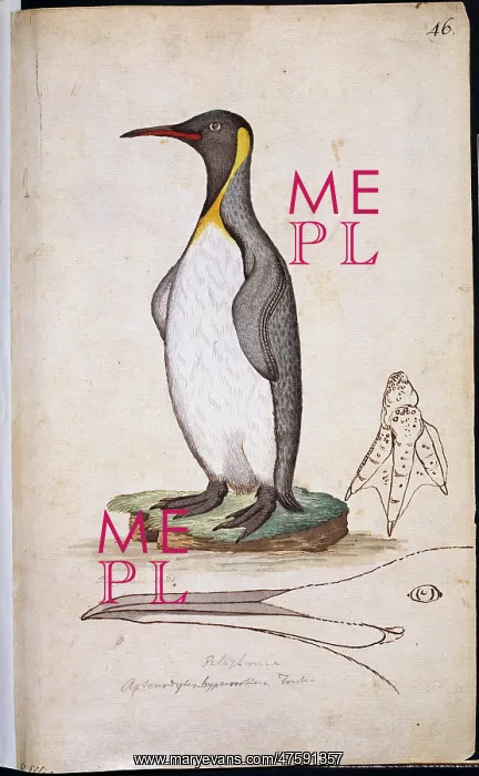 : Aptenodytes patagonicus, king penguin : Aptenodytes patagonicus, king penguin