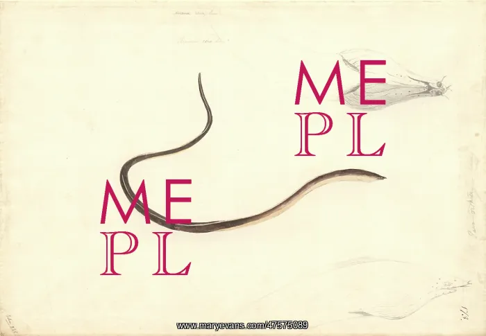 : Apterichtus caecus, European finless eel : Apterichtus caecus, European finless eel