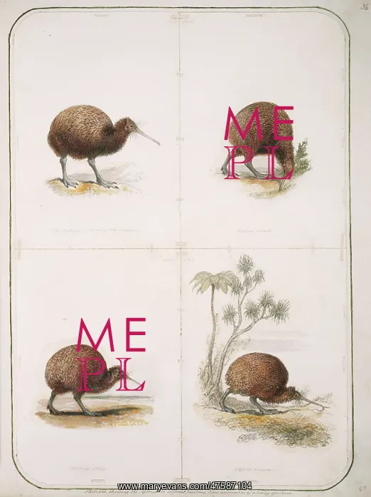 : Apteryx australis, brown kiwi : Apteryx australis, brown kiwi