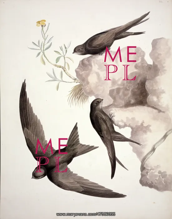 : Apus apus, common swift : Apus apus, common swift