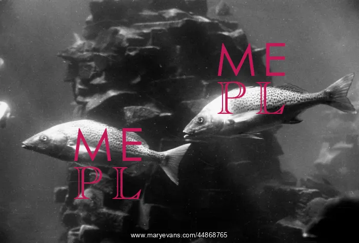  : AQUARIUM. Fish in an aquarium at Durban, South Africa