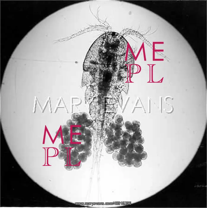 : AQUATIC LIVE ORGANISM : AQUATIC LIVE ORGANISM