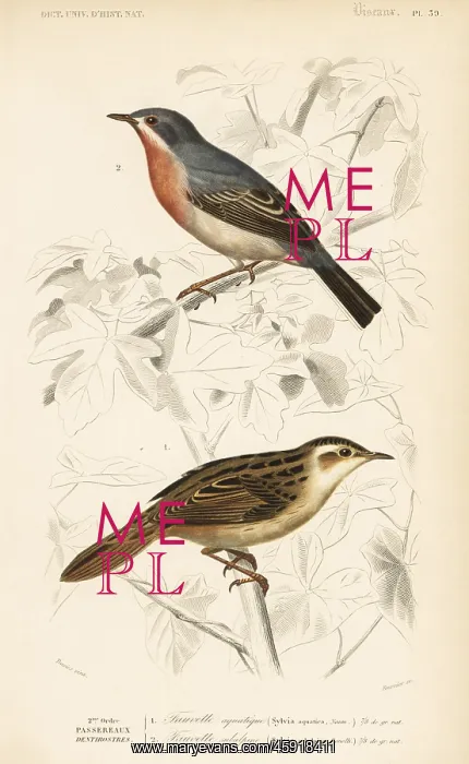: Aquatic warbler and subalpine or Moltoni's warbler : Aquatic warbler and subalpine or Moltoni's warbler