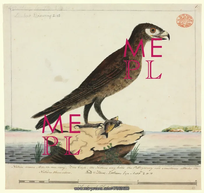 : Aquila audax, wedge-tailed eagle : Aquila audax, wedge-tailed eagle
