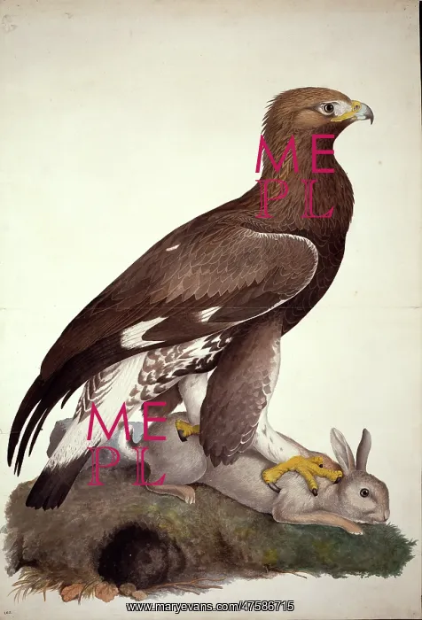 : Aquila chrysaetos, golden eagle : Aquila chrysaetos, golden eagle