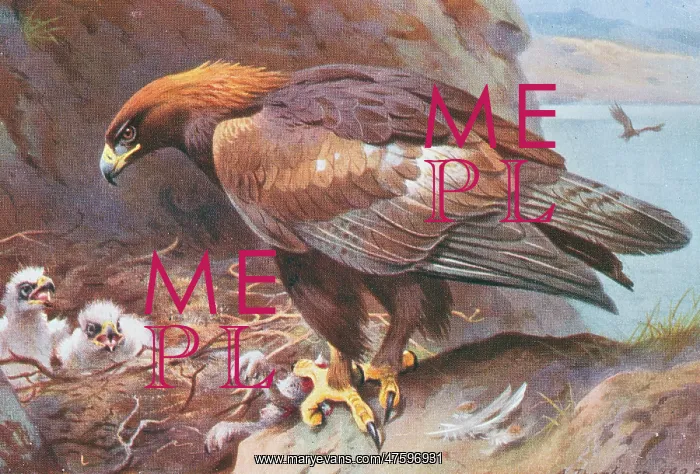 : Aquila chrysaetus, golden eagle : Aquila chrysaetus, golden eagle