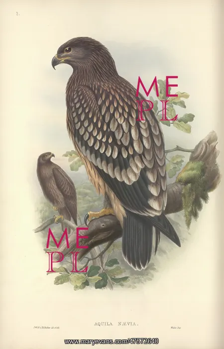 : Aquila clanga, greater spotted eagle : Aquila clanga, greater spotted eagle