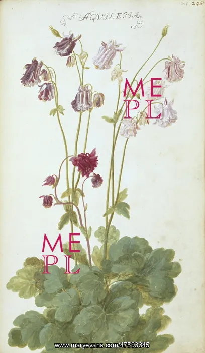 : Aquilegia. Page 246 (247) from Flora Exotica (1720) by Johann Gottfried Simula : Aquilegia. Page 246 (247) from Flora Exotica (1720) by Johann Gottfried Simula