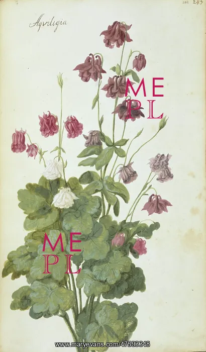 : Aquilegia. Page 247 (248) from Flora Exotica (1720) by Johann Gottfried Simula : Aquilegia. Page 247 (248) from Flora Exotica (1720) by Johann Gottfried Simula