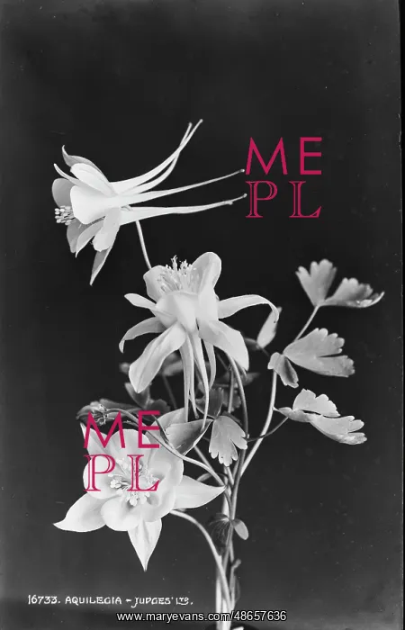 : Aquilegia Flowers : Aquilegia Flowers
