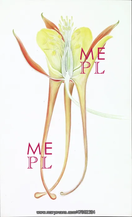 : Aquilegia sp. columbine : Aquilegia sp. columbine