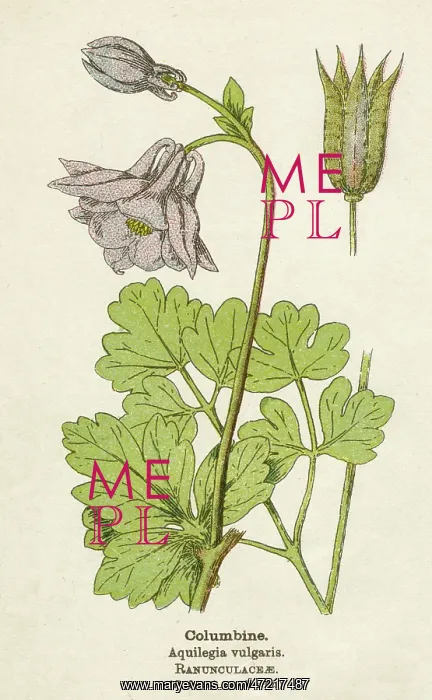  : AQUILEGIA VULGARIS