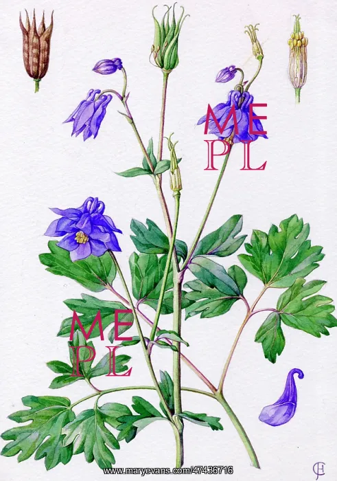  : Aquilegia vulgaris