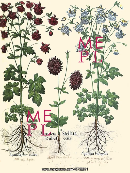 : Aquilegia vulgaris : Aquilegia vulgaris