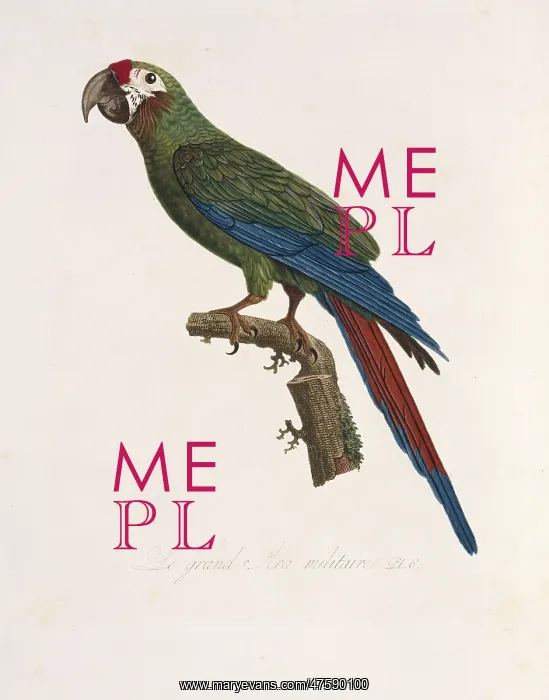 : Ara ambiguus, great green macaw : Ara ambiguus, great green macaw