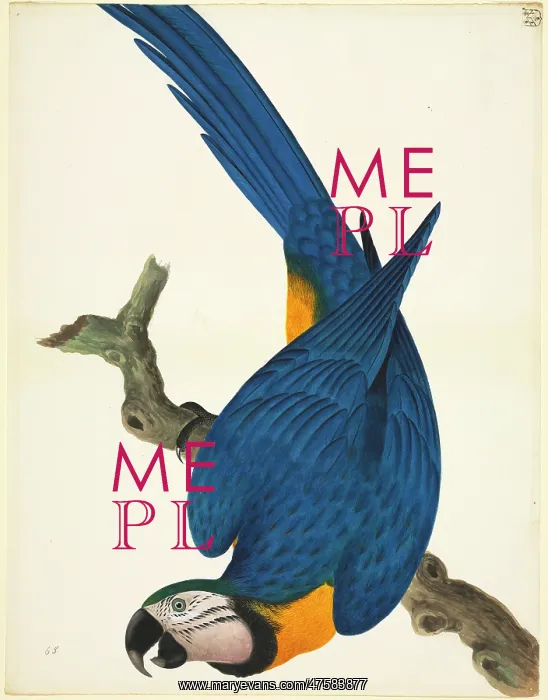 : Ara ararauna, blue-and-yellow macaw : Ara ararauna, blue-and-yellow macaw