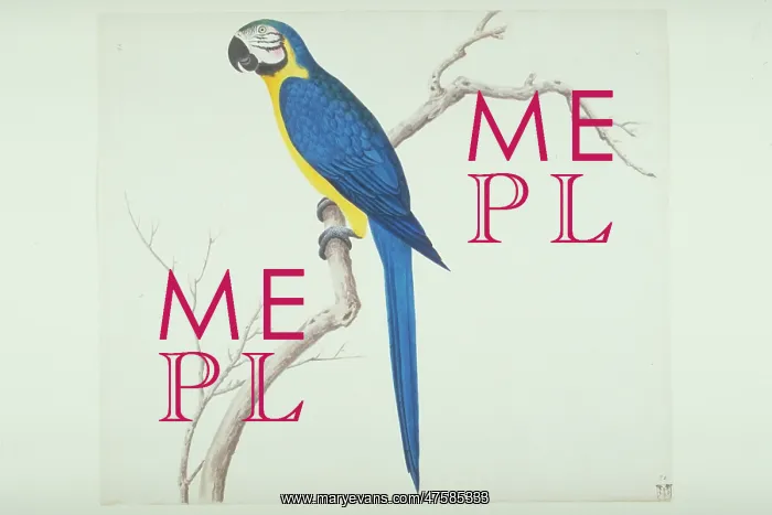 : Ara ararauna, blue-and-yellow macaw : Ara ararauna, blue-and-yellow macaw