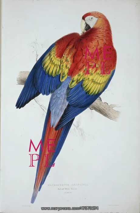 : Ara macao, scarlet macaw : Ara macao, scarlet macaw