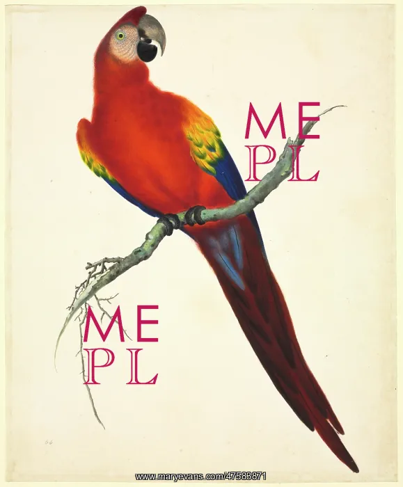 : Ara macao, scarlet macaw : Ara macao, scarlet macaw