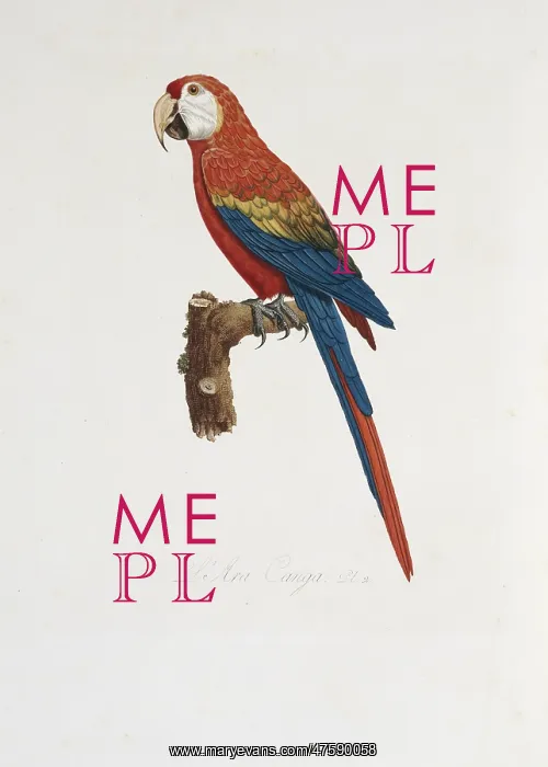 : Ara macao, scarlet macaw : Ara macao, scarlet macaw