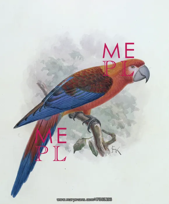 : Ara tricolor, Hispaniolan macaw : Ara tricolor, Hispaniolan macaw