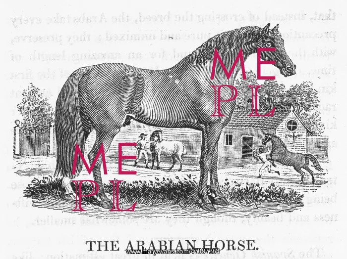 : ARAB HORSE BEWICK : ARAB HORSE BEWICK
