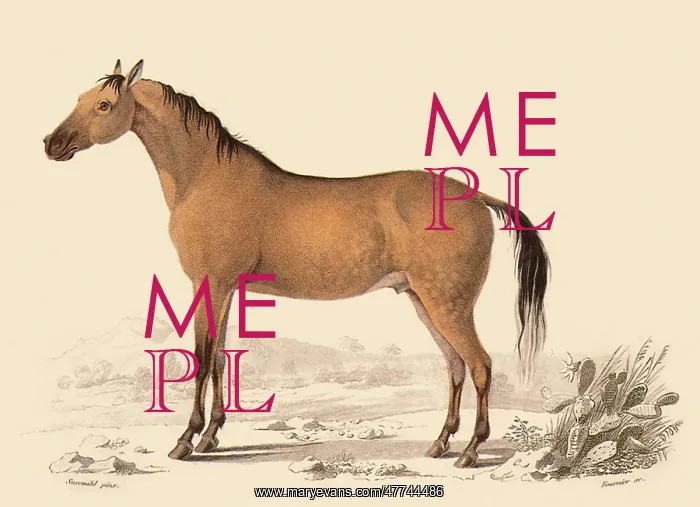  : Arab Horse (Equus caballus)