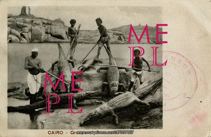  : Arab men with crocodiles, Cairo, Egypt