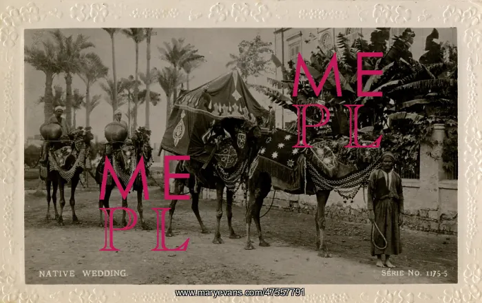 : Arab wedding with camels, Egypt : Arab wedding with camels, Egypt