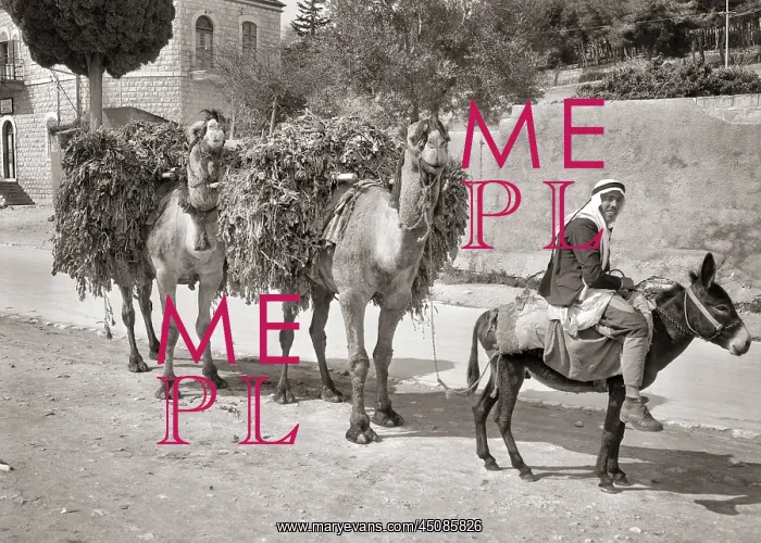 : Arab Worker on Donkey Leading Two Camels Carrying : Arab Worker on Donkey Leading Two Camels Carrying