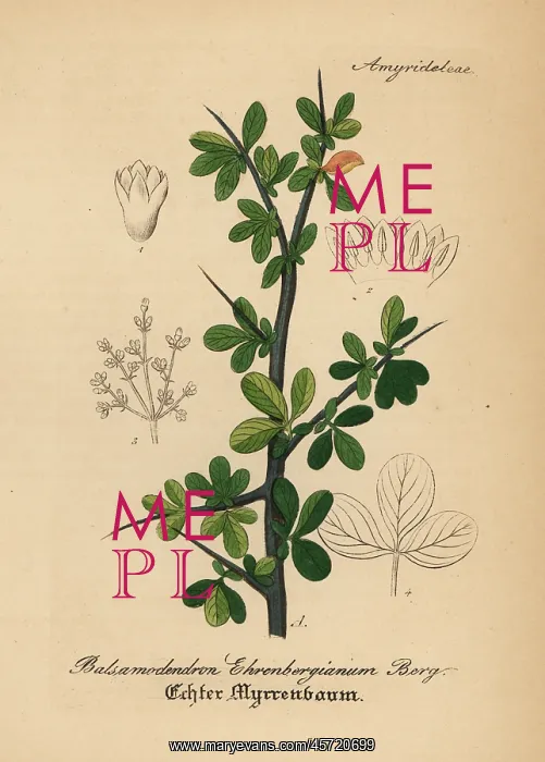 : Arabian balsam tree, Commiphora gileadensis : Arabian balsam tree, Commiphora gileadensis
