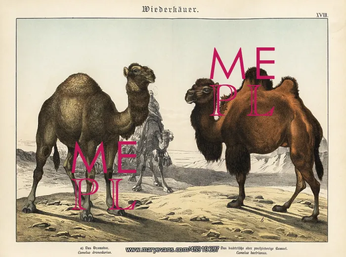 : Arabian camel and critically endangered Bactrian camel : Arabian camel and critically endangered Bactrian camel