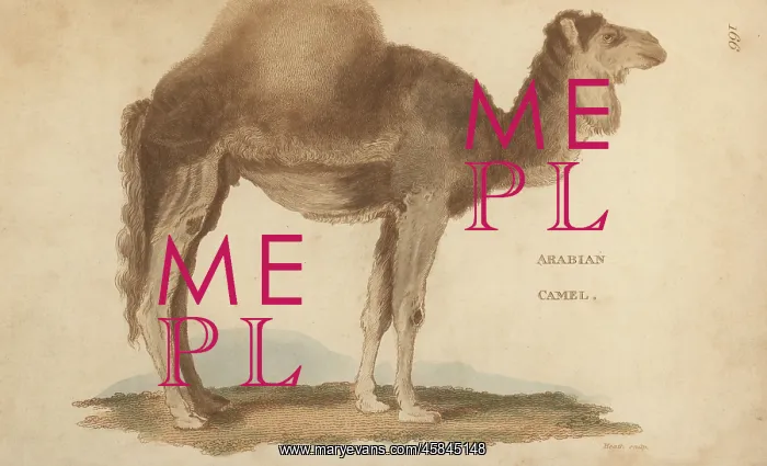 : Arabian camel or dromedary, Camelus dromedarius : Arabian camel or dromedary, Camelus dromedarius