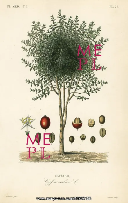 : Arabian coffee tree, Coffea arabica : Arabian coffee tree, Coffea arabica