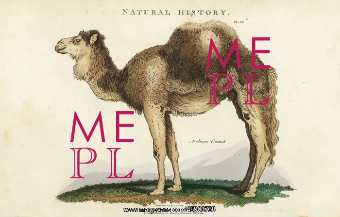 : Arabian, dromedary or one-humped camel, Camelus dromedarius : Arabian, dromedary or one-humped camel, Camelus dromedarius