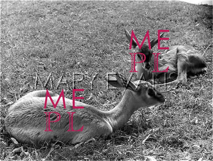 : ARABIAN GAZELLE & FOAL : ARABIAN GAZELLE & FOAL