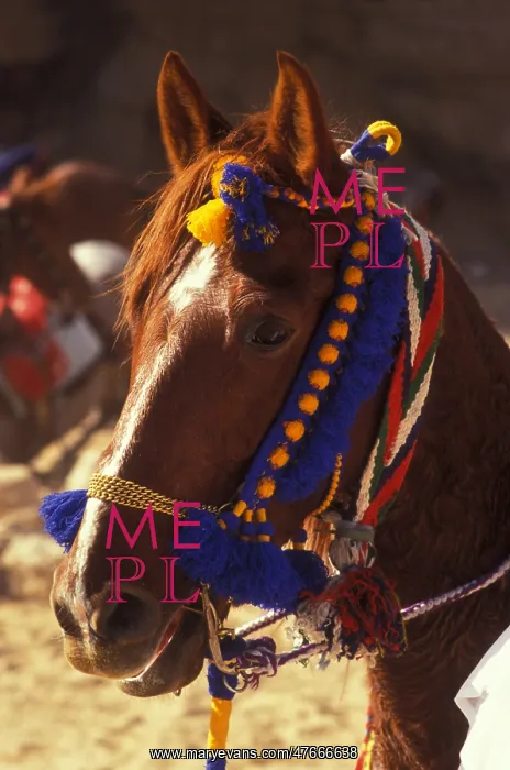 : Arabian horse : Arabian horse