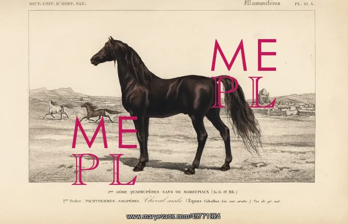  : Arabian horse, Equus ferus caballus