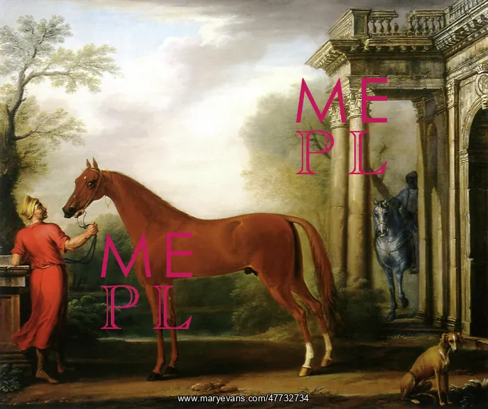: Arabian Horse Named Horn : Arabian Horse Named Horn