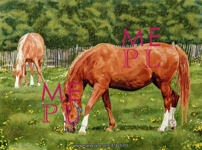 : Arabian Horses Grazing : Arabian Horses Grazing