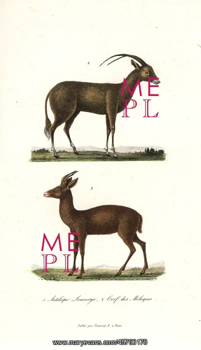 : Arabian oryx and Javan rusa deer : Arabian oryx and Javan rusa deer